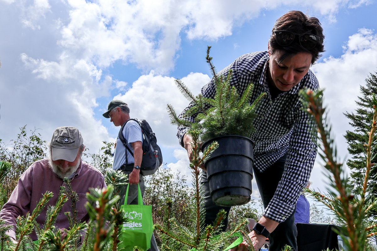 Sustainability & Green Jobs: How Environmental Concerns Are Reshaping Hiring in Top Economies